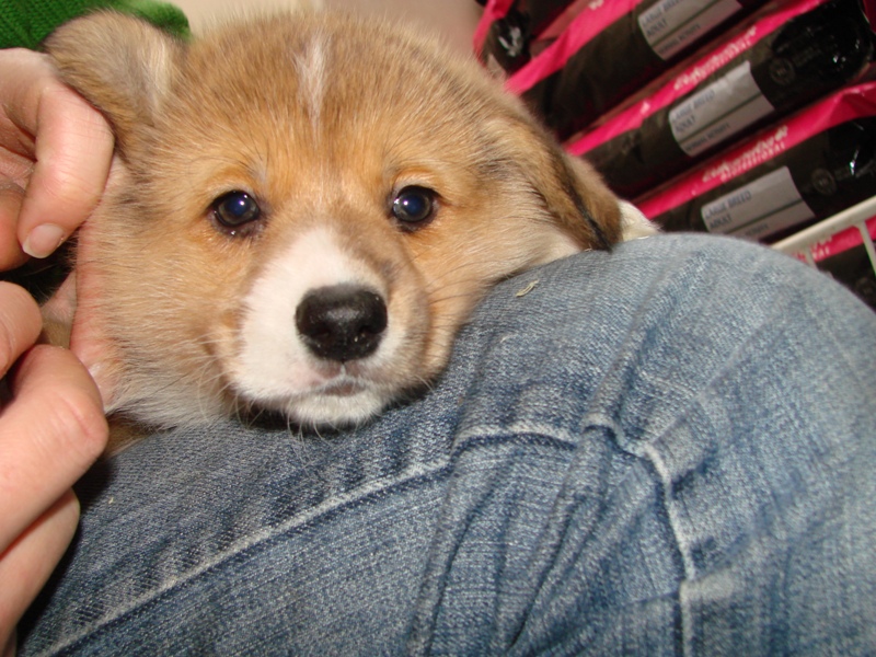 Puppies